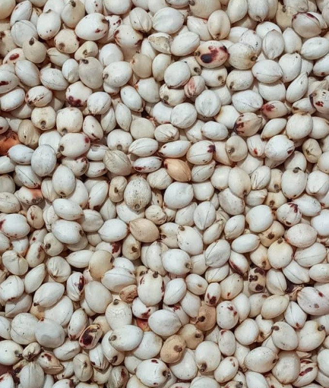 White Sorghum from Tanzania